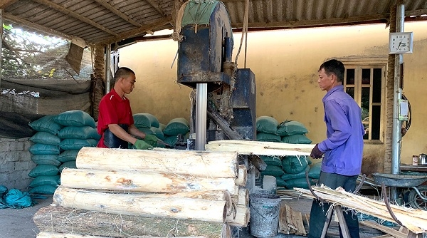 Đoan Hùng (Phú Thọ): Tập trung phát triển lâm nghệp chế biến gỗ