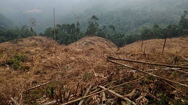 Lào Cai: Khởi tố 10 đối tượng hủy hoại rừng phòng hộ