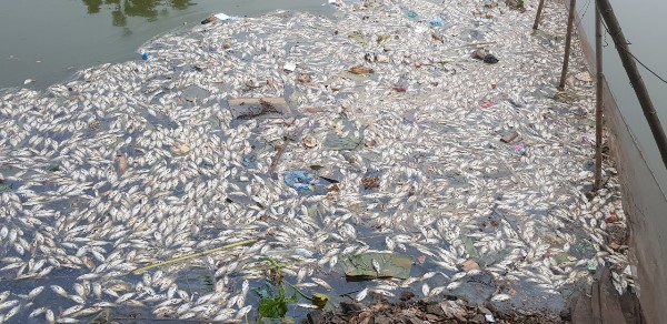 Vĩnh Phúc: Cá chết trắng sông, nghi do bị xả thải của nhà máy