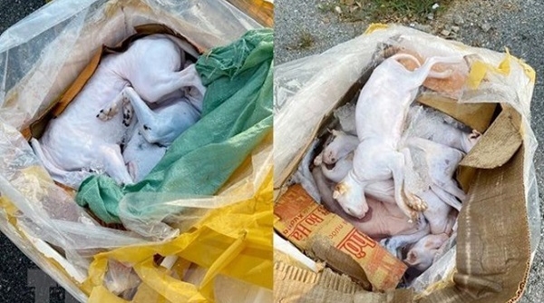 Nghệ An: Phát hiện xe khách chở 630kg thịt chó, mèo và nội tạng hôi thối đi tiêu thụ