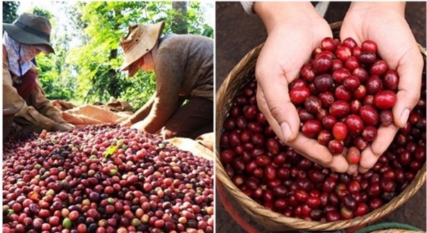Thị trường giá nông sản ngày 7/5: Giá tiêu, giá cà phê tăng mạnh