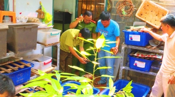 Đắk Lắk: Tạm giữ 127 cá thể rùa chưa rõ nguồn gốc