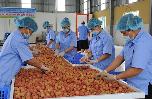 Nông sản Việt cần mở rộng thị trường