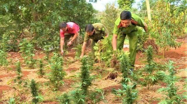 Đắk Lắk: Phát hiện 2 chị em trồng cần sa trái phép