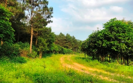 Vĩnh Phúc: Diện tích đất phải thu hồi của Công ty Kim Long liên tục “teo tóp”