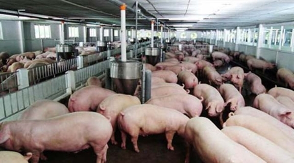 Giá cả thị trường 18/5: Ngày đầu tuần giá lợn hơi sát 100.000 đồng/kg