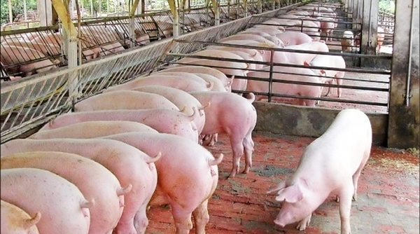 Giá cả thị trường 19/5: Giá lợn hơi cán mốc lịch sử 100.000 đồng/kg