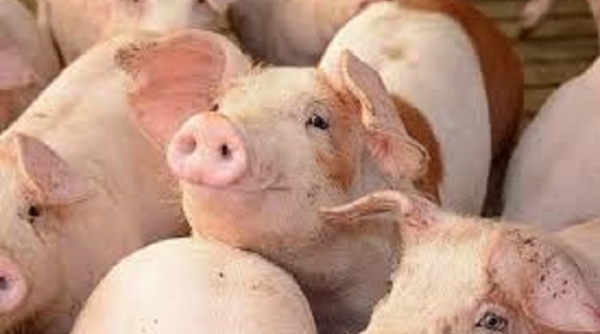 Ninh Bình: Hỗ trợ trên 200 tỷ đồng cho hộ chăn nuôi bị thiệt hại do tả lợn châu Phi