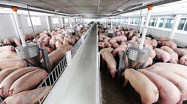 Giá thịt lợn hơi tăng đỉnh điểm