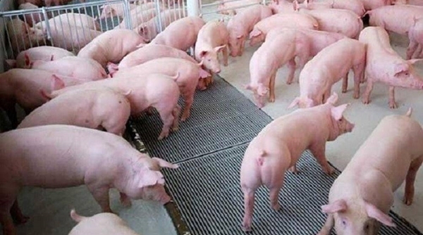 Giá cả thị trường 25/5: Đầu tuần, giá lợn hơi đã lên mức 103.000 đồng/kg