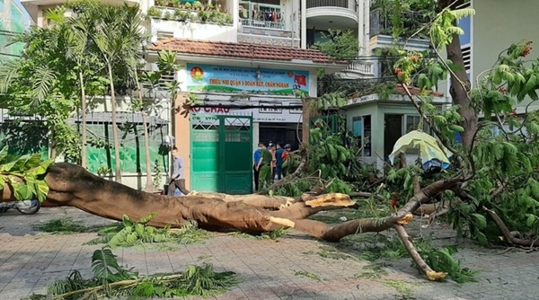 Rà soát cây xanh trong trường học sau vụ cây đổ khiến 13 học sinh thương vong