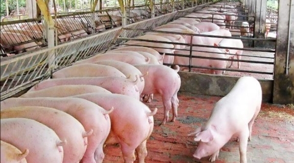 Giá cả thị trường 28/5: Lợn hơi rời mốc 100.000 đồng/kg