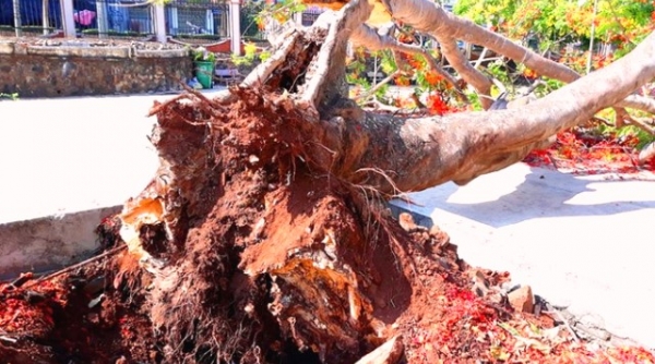 Đắk Lắk: Thêm một cây Phượng cổ thụ bật gốc trong trường học