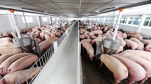 Giá cả thị trường 2/6: Giá lợn hơi giảm về dưới mức 100.000 đồng/kg