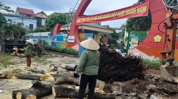 TP. Vinh (Nghệ An): Trường mầm non Hoa Sen tự ý đốn hạ hai “cụ” Phượng vĩ vì cây bị mục