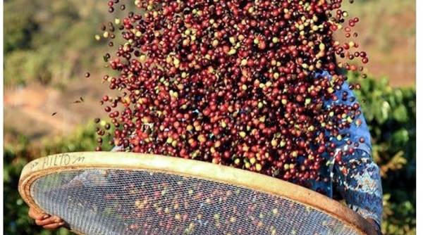 Thị trường giá nông sản 4/6: Giá cà phê tăng mạnh, giá tiêu lao dốc