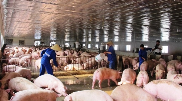Quy mô đàn lợn giảm 30 – 50%