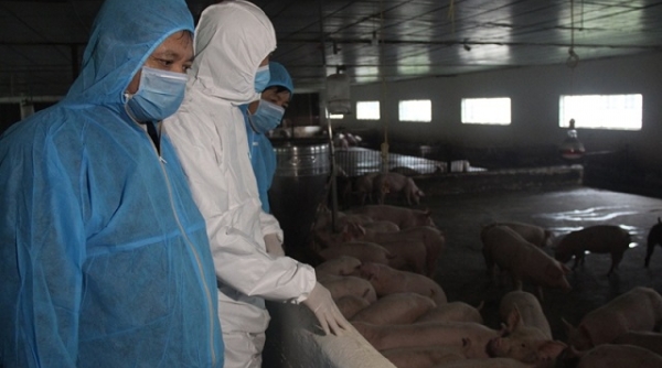 Thanh Hóa: Khôi phục 96% tổng đàn lợn sau bệnh dịch tả lợn Châu Phi