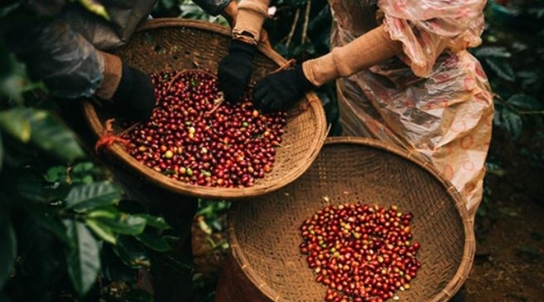 Thị trường giá nông sản 11/6: Giá tiêu, cà phê cùng tăng mạnh