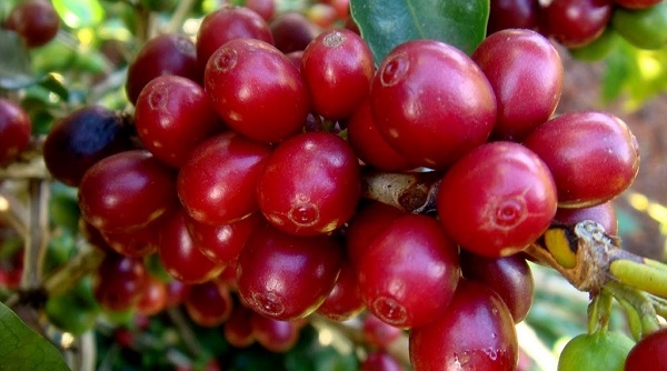 Thị trường nông sản ngày 13/6: Giá cà phê, hồ tiêu tiếp tục giảm mạnh