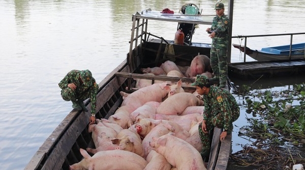 Khẩn trương chấm dứt nhập lậu, vận chuyển, buôn bán trái phép lợn vào Việt Nam
