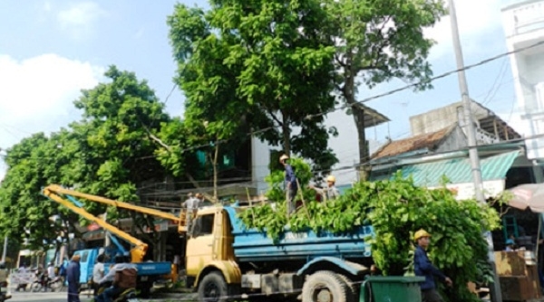 Hà Nội: Cắt tỉa, chặt hạ cây có nguy cơ gẫy đổ trước và trong mùa mưa bão 2020