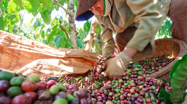 5 tháng đầu năm 2020, kim ngạch xuất khẩu cà phê tăng hơn 30%