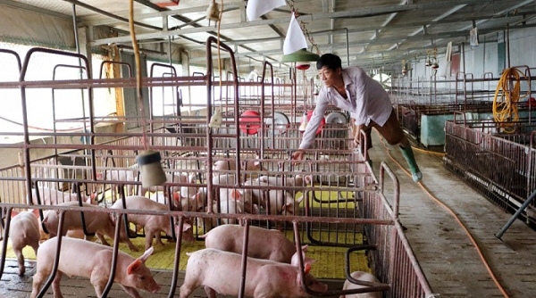 Phú Thọ: Tập trung phòng, chống và ngăn chặn bệnh dịch tả lợn châu Phi tái phát