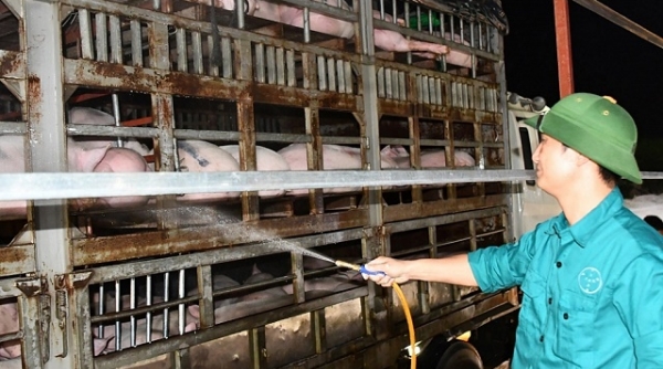 Nhập gần 2 triệu con lợn sống từ Thái Lan về Việt Nam