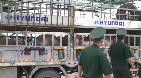 Quảng Trị: Tăng cường chống buôn lậu lợn trên tuyến biên giới