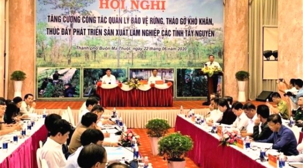 Bộ trưởng Nông nghiệp và phát triển nông thôn chủ trì hội thảo bảo vệ rừng