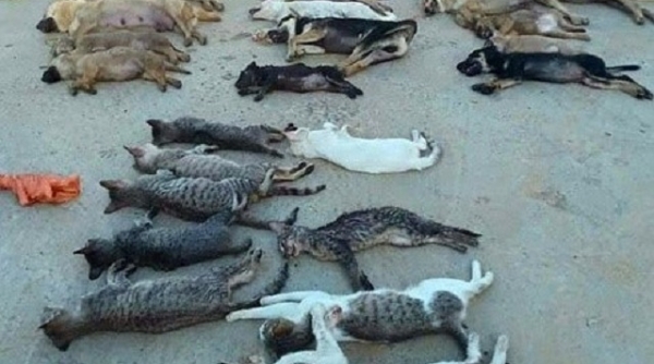 Thanh Hóa: Khởi tố băng trộm nửa tấn chó, mèo bằng cyanua