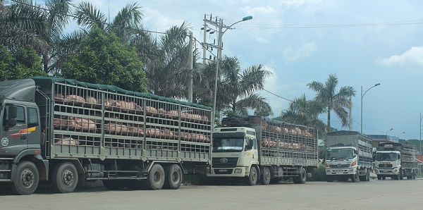 Hà Nội: Tăng cường kiểm soát việc vận chuyển lợn, buôn bán các sản phẩm từ lợn