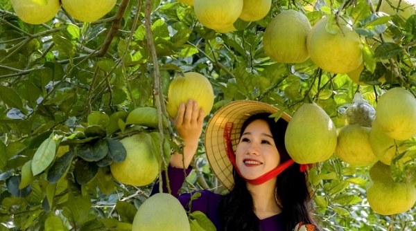 Phú Thọ: Khoảng 2.700 ha diện tích bưởi đã và đang cho thu hoạch