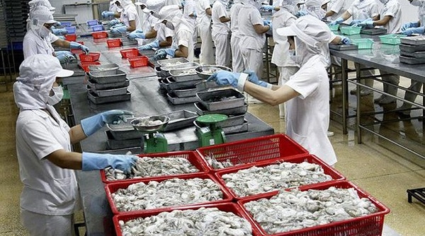 Sau thời gian gián đoạn do Covid-19, xuất khẩu mực và bạch tuộc sang Trung Quốc tăng đột biến
