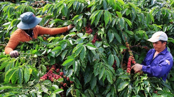 Lâm Đồng: Khuyến công góp phần nâng cao năng suất và chất lượng cà phê