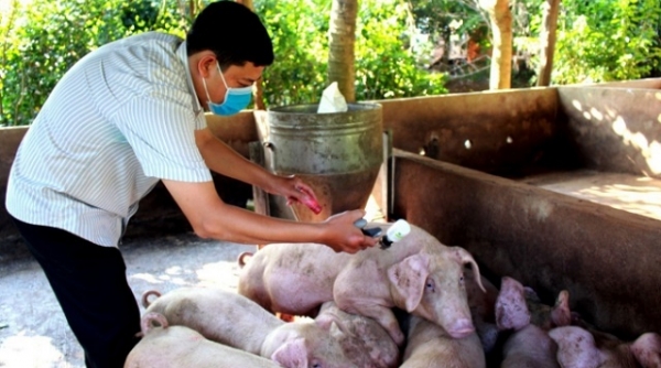 Khẩn trương kiểm soát, ngăn chặn dịch tả lợn châu Phi lan rộng