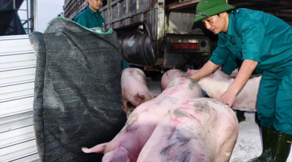 Giá lợn trong nước vẫn cao dù nhập khẩu thêm lợn sống từ Thái Lan
