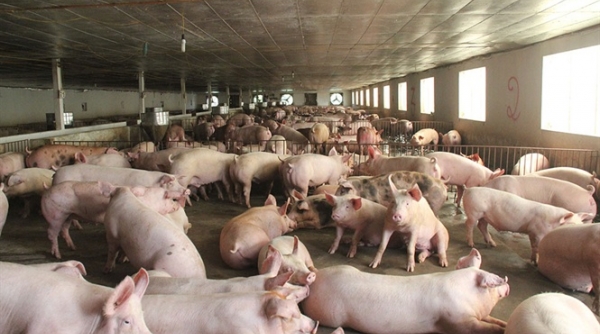 Chủng cúm lợn mới ở Trung Quốc có thể gây đại dịch