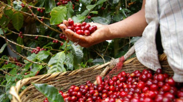 Thị trường giá nông sản 1/7: Giá tiêu và cà phê tiếp tục tăng