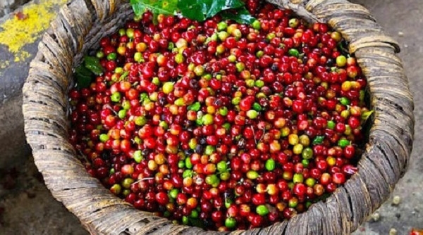 Thị trường giá nông sản hôm nay 6/7: Giá cà phê, giá tiêu tiếp tục tăng mạnh