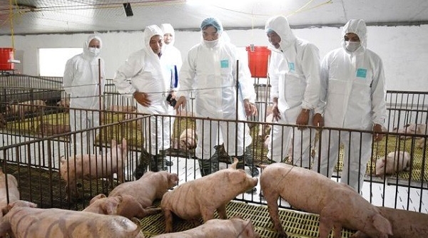 Hải Phòng: Tái đàn và tăng đàn giống để khôi phục chăn nuôi lợn