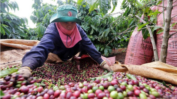 Thị trường giá nông sản 9/7: Giá cà phê tăng, tiêu giảm nhẹ