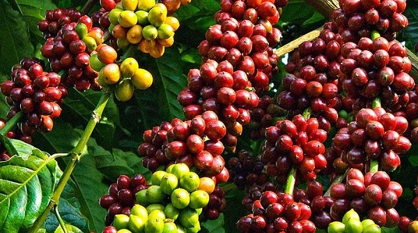 Thị trường giá nông sản 15/7: Giá cà phê giảm, tiêu tăng