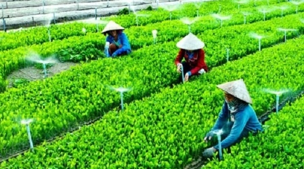 Hà Nội: Gần 6.000 hộ nông dân tham gia mô hình kinh tế tập thể