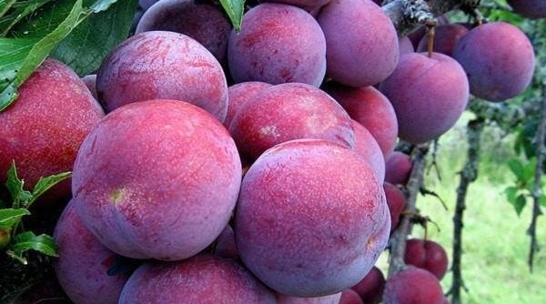Algeria tạm ngừng nhập khẩu 13 mặt hàng trái cây của Việt Nam