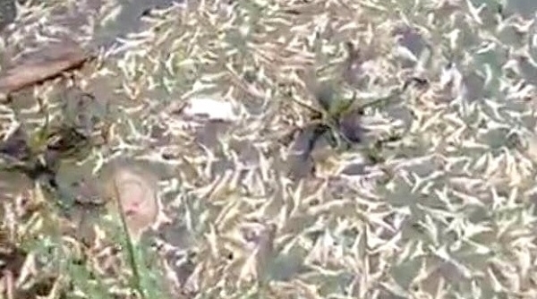 Hải Phòng: Hàng nghìn chiếc chân gà nổi lềnh phềnh trên mặt sông Đa Độ