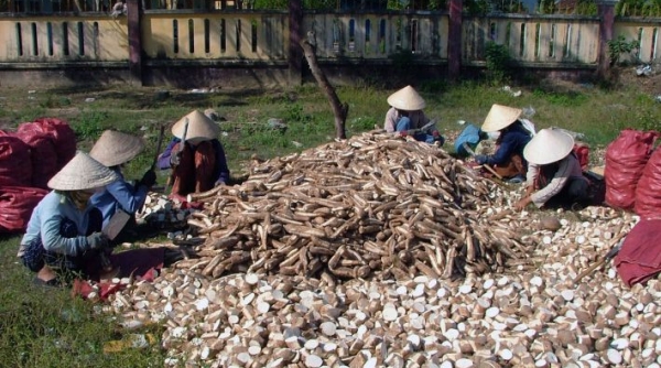 Việt Nam xuất khẩu hơn 156 nghìn tấn sắn và sản phẩm từ sắn