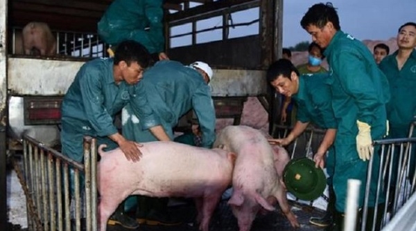 Thái Lan giảm xuất khẩu thịt lợn sang Việt Nam