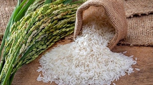 Giá lúa gạo 31/7: Giá gạo xuất khẩu giảm mạnh